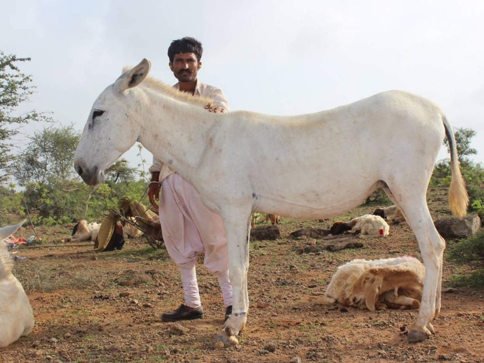 Donkey milk ,  Rs 7000 for each litre, Gujarat, Gujarat: Halari Donkey' milk to get Rs 7000 for each litre! ,  Halari type of donkey, Genuinely Liquid Gold, Milk, Donkey milk is valuable.